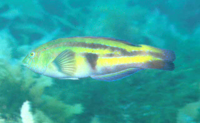 黄条绣隆头鱼(Pictilabrus laticlavius)
