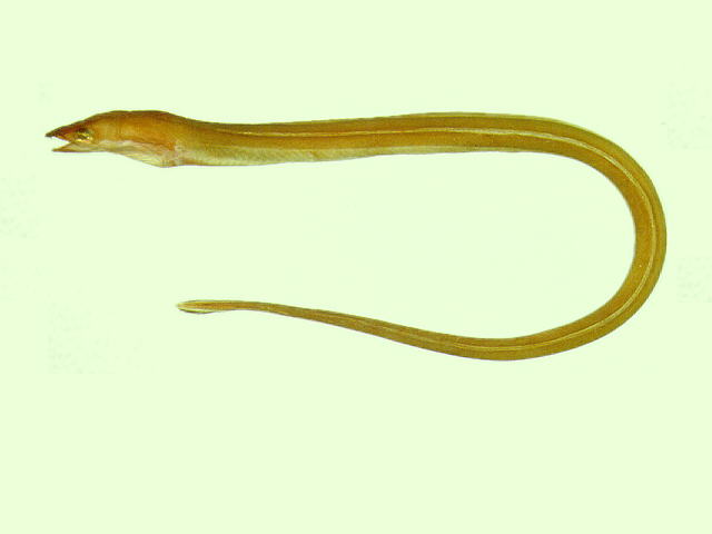 杂食豆齿鳗(Pisodonophis boro)
