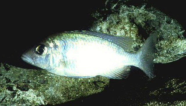 琥珀柔丽鲷(Placidochromis electra)