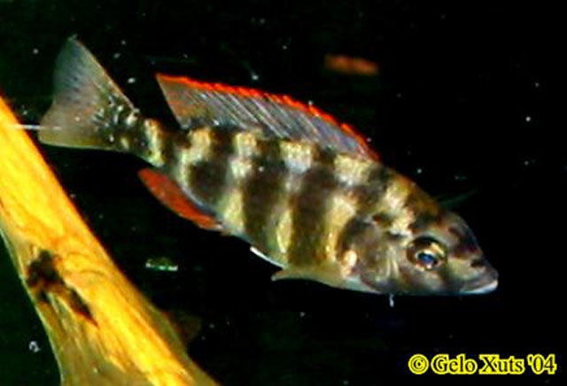 约翰柔丽鲷(Placidochromis johnstoni)
