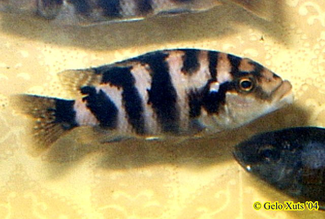 米洛柔丽鲷(Placidochromis milomo)