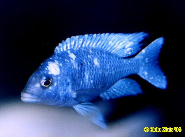 火唇柔丽鲷(Placidochromis phenochilus)