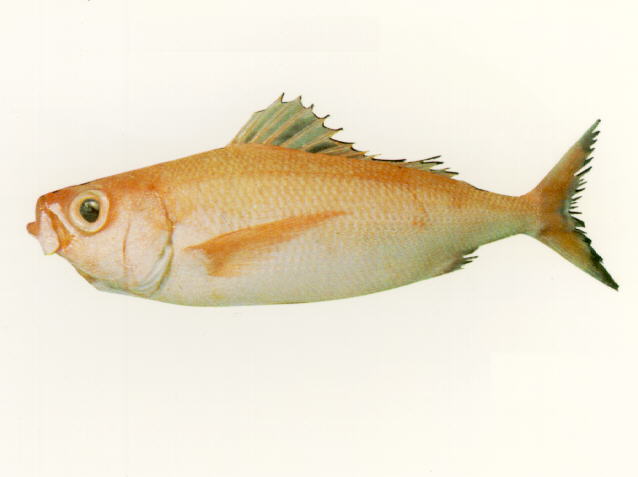 大鳞斜谐鱼(Plagiogeneion macrolepis)