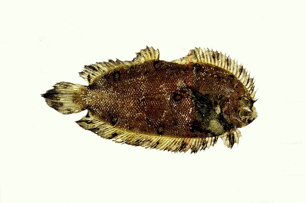 舌形斜颌鲽(Plagiopsetta glossa)