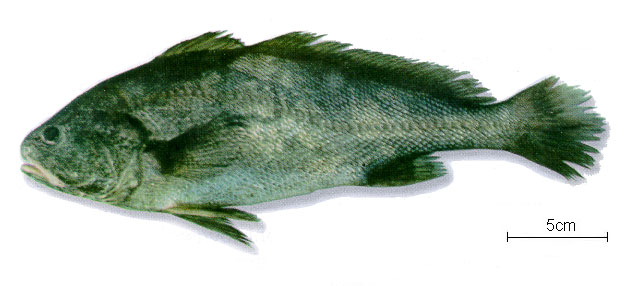 金黄异鳞石首鱼(Plagioscion auratus)
