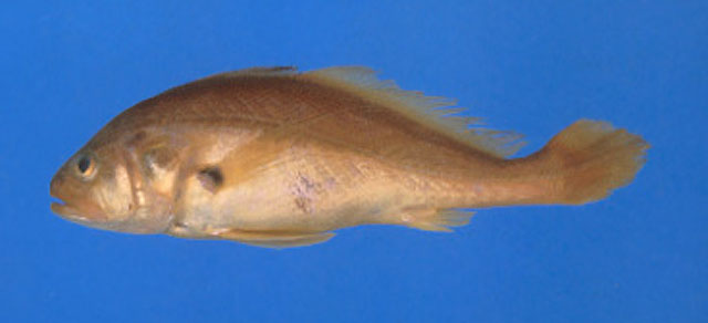 蒙氏异鳞石首鱼(Plagioscion montei)