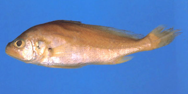 苏里南异鳞石首鱼(Plagioscion surinamensis)