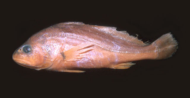 特氏异鳞石首鱼(Plagioscion ternetzi)