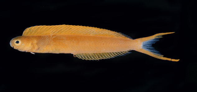 金黄短带鳚(Plagiotremus flavus)
