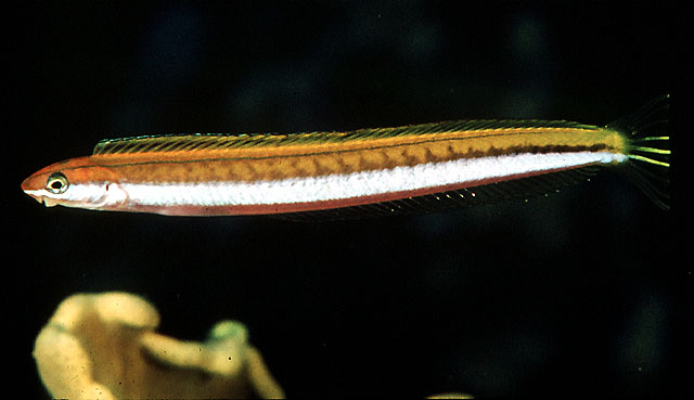 窄体短带鳚(Plagiotremus tapeinosoma)