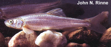 北美伤鳍鱼(Plagopterus argentissimus)