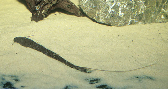 隐齿平甲鲇(Planiloricaria cryptodon)