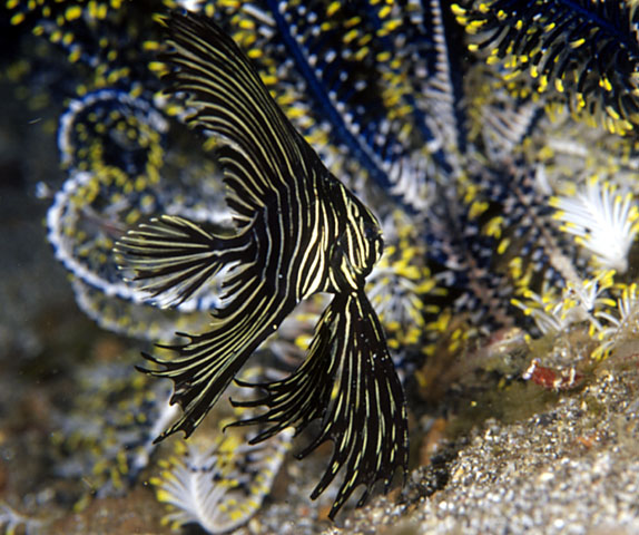 印尼燕鱼(Platax batavianus)