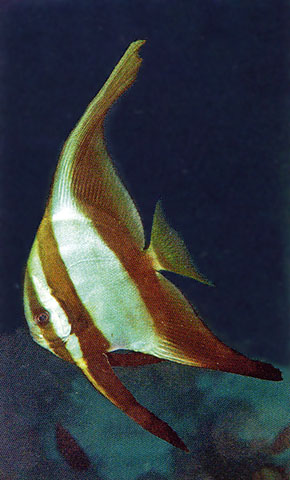 波氏燕鱼(Platax boersii)