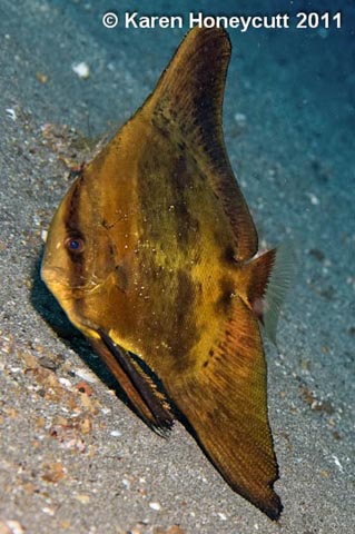 圆燕鱼(Platax orbicularis)