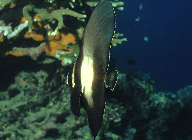 弯鳍燕鱼(Platax pinnatus)