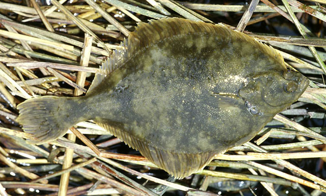 川鲽(Platichthys flesus)