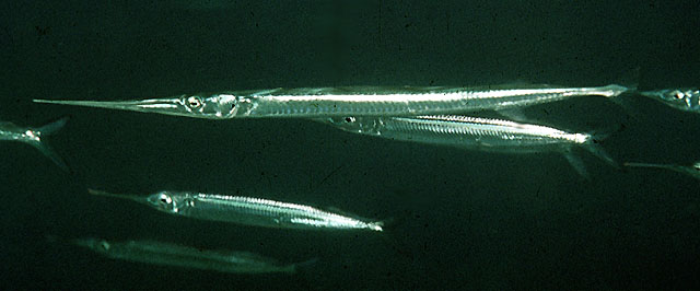 东非宽尾颌针鱼(Platybelone argalus platyura)
