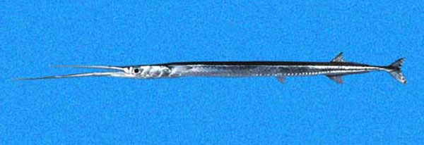 大鳍宽尾颌针鱼(Platybelone argalus pterura)