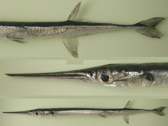 洛氏宽尾颌针鱼(Platybelone lovii)