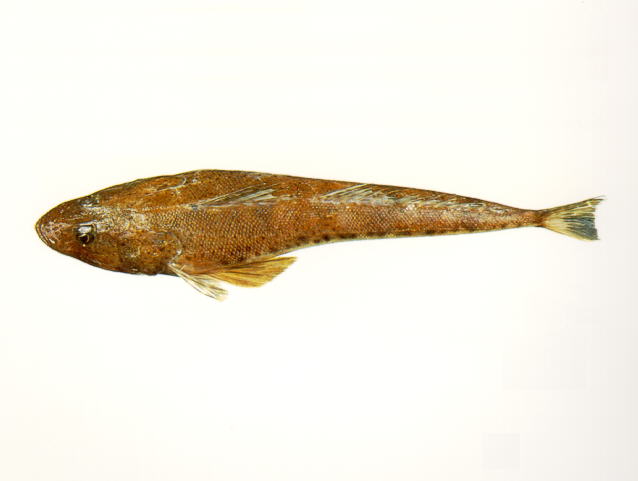 巴斯鲬(Platycephalus bassensis)