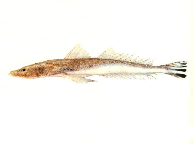 斑尾鲬(Platycephalus endrachtensis)