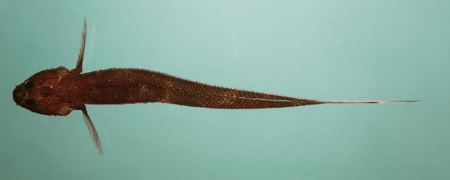 明仁扁眼虾虎(Platygobiopsis akihito)