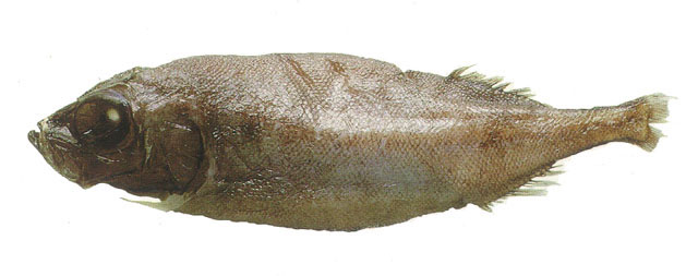东大西洋管肩鱼(Platytroctes apus)