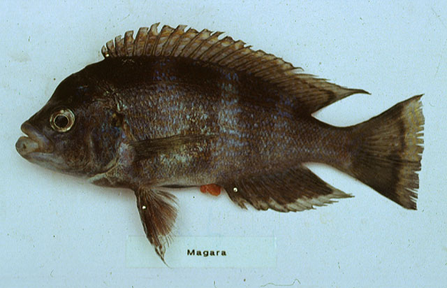 斯氏织丽鱼(Plecodus straeleni)