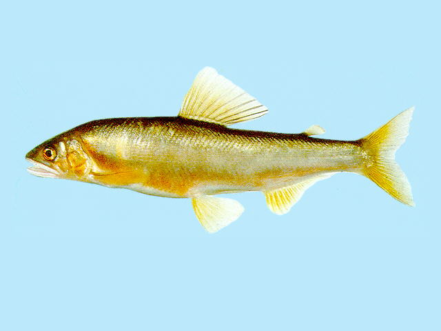 琉球香鱼(Plecoglossus altivelis ryukyuensis)
