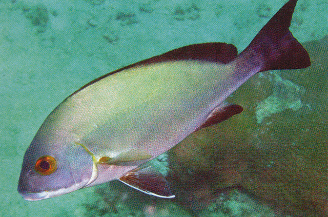 锡兰胡椒鲷(Plectorhinchus ceylonensis)