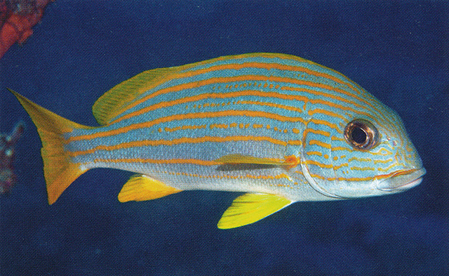 黄纹胡椒鲷(Plectorhinchus chrysotaenia)