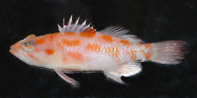 长身棘花鲈(Plectranthias elongatus)