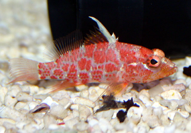 弱刺棘花鮨(Plectranthias inermis)