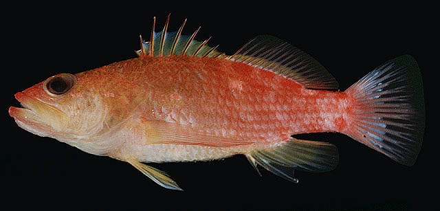 红斑棘花鮨(Plectranthias winniensis)
