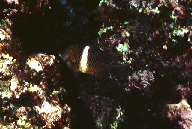 白带椒雀鲷(Plectroglyphidodon leucozonus)