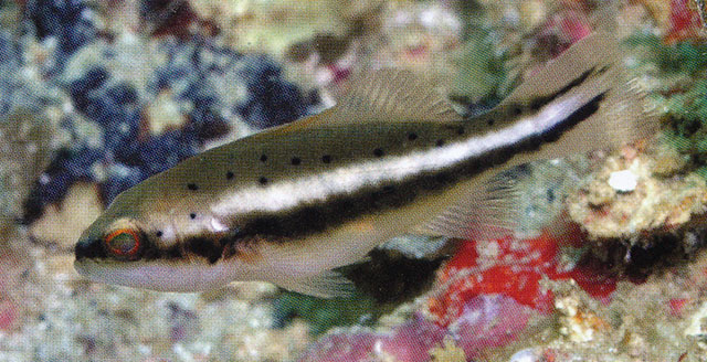 斑鳃棘鲈(Plectropomus maculatus)