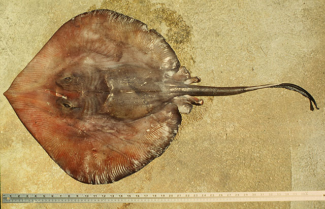 达氏深水尾魟(Plesiobatis daviesi)