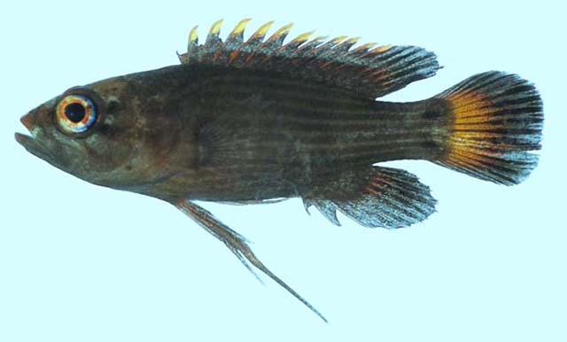 细鮗(Plesiops gracilis)