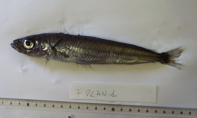 侧纹南极鱼(Pleuragramma antarctica)