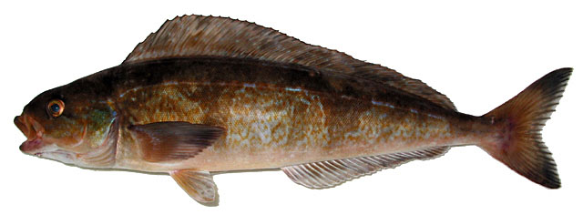 远东多线鱼(Pleurogrammus azonus)