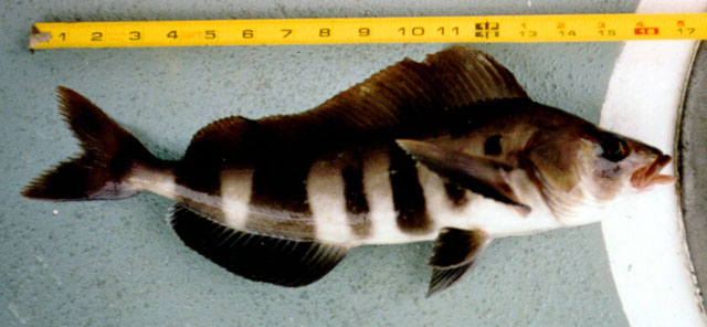 单鳍多线鱼(Pleurogrammus monopterygius)