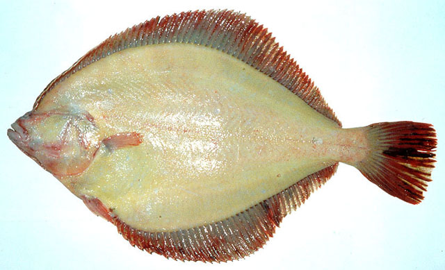 黄腹鲽(Pleuronectes quadrituberculatus)