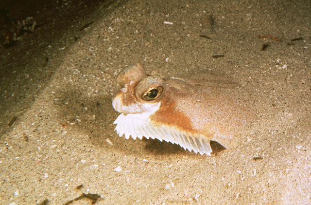 卷鳍木叶鲽(Pleuronichthys decurrens)