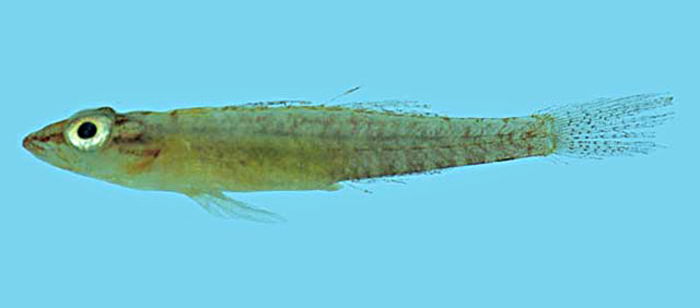 双叶腹瓢虾虎(Pleurosicya bilobata)