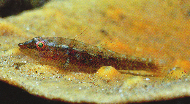 卡罗林腹瓢虾虎(Pleurosicya carolinensis)