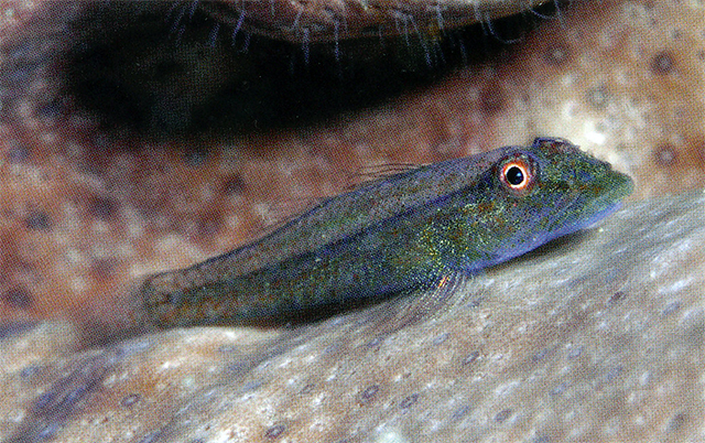 厚唇腹瓢虾虎(Pleurosicya coerulea)