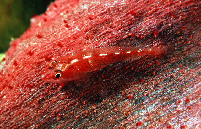 莫三比克腹瓢虾虎(Pleurosicya mossambica)