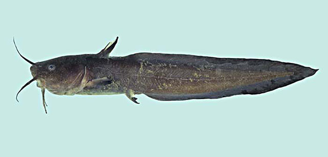 印度洋鳗鲇(Plotosus canius)