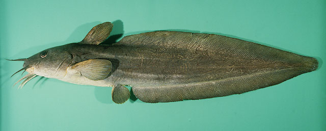 长须鳗鲇(Plotosus nkunga)